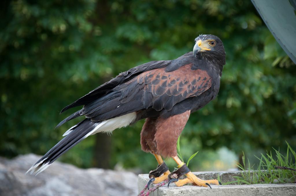 Il Falco * Todi