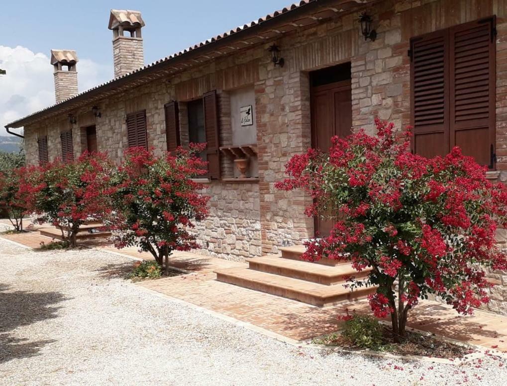 Il Falco Todi